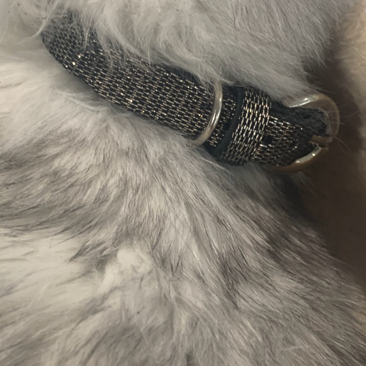 LIA D’ELYOUSAH Ceinture  chien