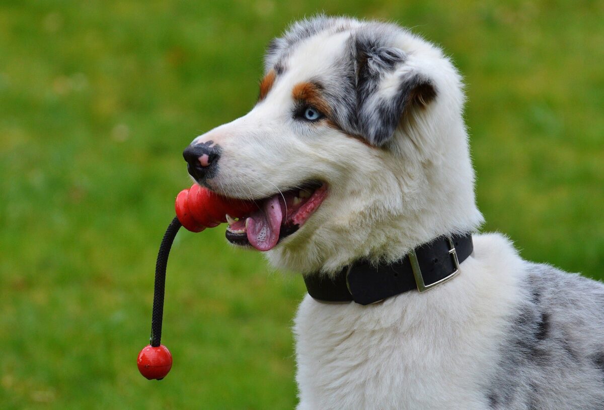 CELTIS D’ELYOU.SAH Ceinture chien - e.lyousah